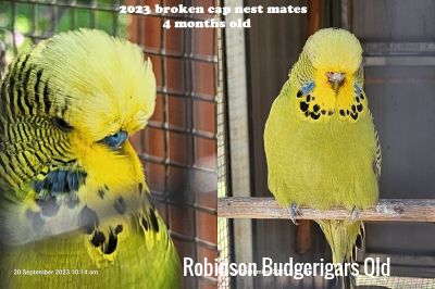 2023 Broken Caps just gone 4 months old
Cock bird & Hen 2023
Keywords: 2023 Broken Caps just gone 4 months old